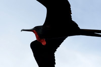 Galápagos