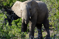 Elephants
