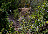 Lions