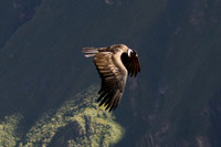 Birds of Prey