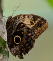 Insects