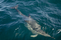 Bottlenose