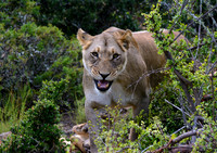 Wildlife