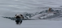 Grey Seals
