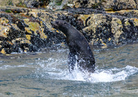 Cape Fur Seals