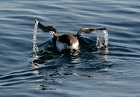 Seabirds