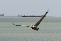 Pelicans